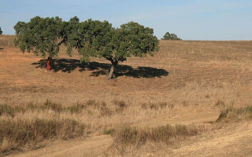 Agricultores do Alto Alentejo «apreensivos» por falta de chuva | Portal Agronegócios.eu